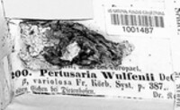 Pertusaria hymenea image
